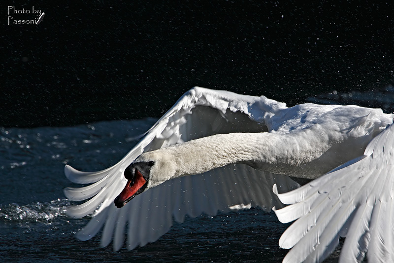 In volo... ma vicini vicino!